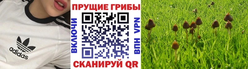 Псилоцибиновые грибы GOLDEN TEACHER  наркота  Талдом 